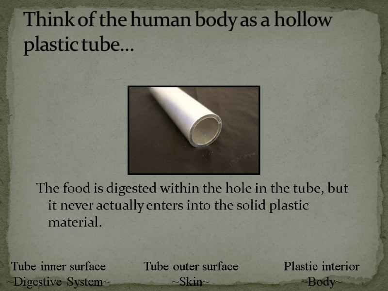 The food is digested within the hole in the tube, but it never actually